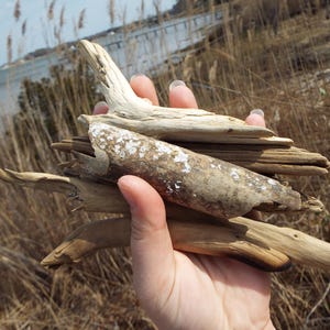 5 pc, Funky, Driftwood Sticks