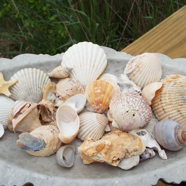 Treasure trove of shells