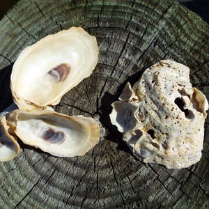 2 Sunny Oyster Shell Clusters