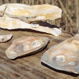 Golden Pink Oyster Shell Clusters