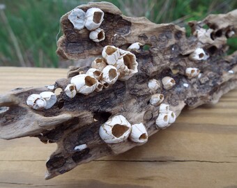 Just Barnacle, Driftwood Piece