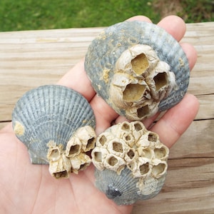 3 ct Fossilized Mermaid Shells with Barnacles
