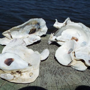 4 pc Oyster Shell Clusters