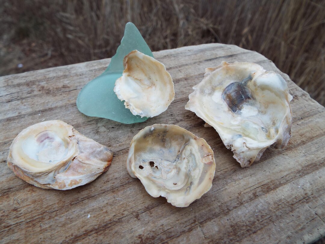 Vauble Shells Fancy Glass Bauble Shells - Etsy
