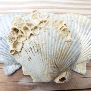 3 ct Fossilized Mermaid Shells with Barnacles