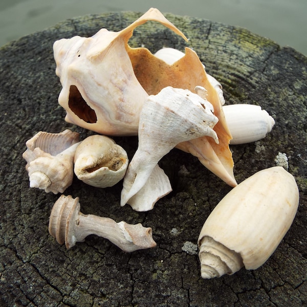 8 NC Conch Shell & Friends