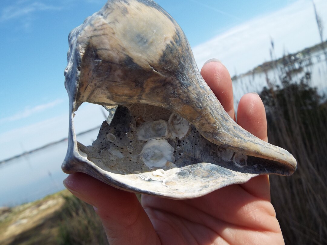 Conch Shell, the Mermaids Call - Etsy
