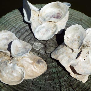 3 pc Oyster Shell Clusters