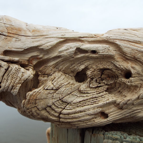 XL Shipwormed Driftwood Knot