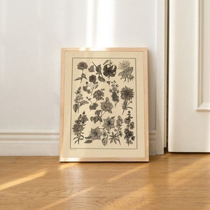 Impression de fleurs d’été, illustration botanique, affiche de fleur, art mural de fleurs, pépinière boisée, tableau botanique vintage, illustration de vieux livre
