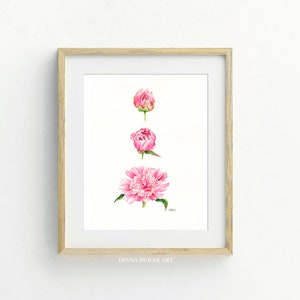 Peony Art Print, Botanical Illustration, Peony Poster, Peony Wall Art, Flower Nursery, Watercolor Peony, Flower Print, Gift for flower lover