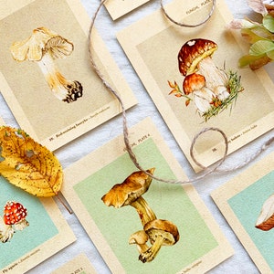 Lot de 7 cartes postales Champignons, lot de cartes, lot de cartes Champignons, paquet de cartes postales, champignons aquarelles, cadeau pour amoureux de l'automne, ensemble de cartes postales vintage