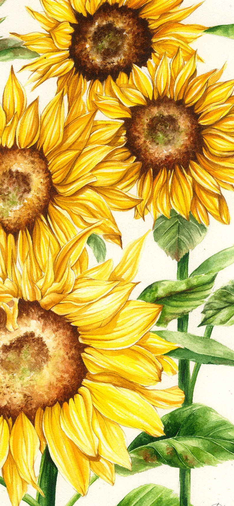 Sunflower Botanical Print Printable Poster Home Decor Etsy