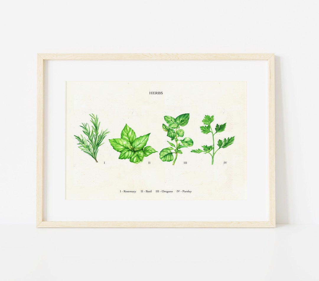 Herb Art Print, Botanical Illustration, Herb Chart Poster, Herb Wall