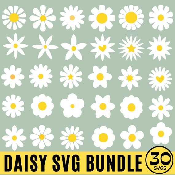 ★daisy★ Leucanthemum x superbum Amazing Daisies® 'Daisy May®' Daisy