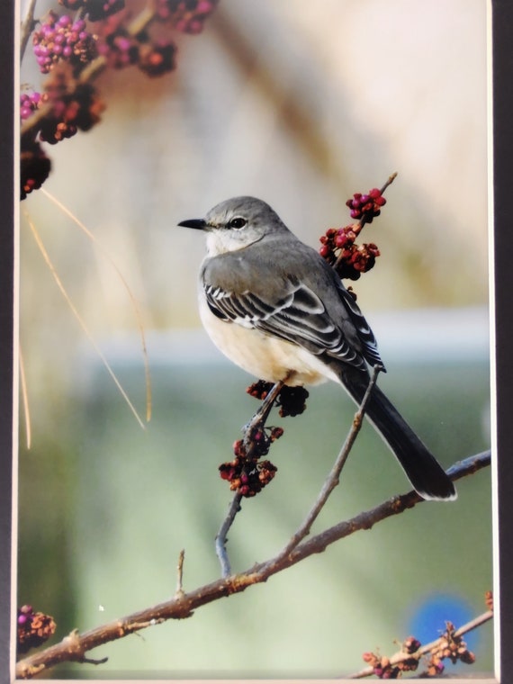 Female Mockingbird | Etsy