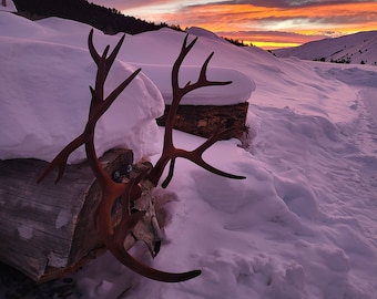 Nontypical rocky mountain mule deer