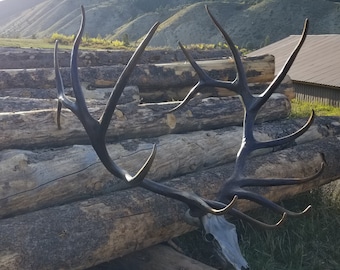 Hand forged Rocky Mountain elk antler Solid Steel  Stainless steel Rustic decor for your mountain