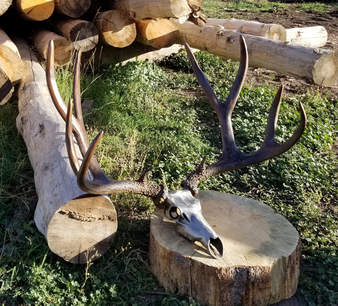 Hand Forged Rocky Mountain Mule Deer Replica. Solid Steel Antlers