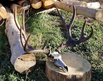 Hand forged Rocky mountain mule deer replica. Solid Steel antlers, stainless steel scull. Sulpture