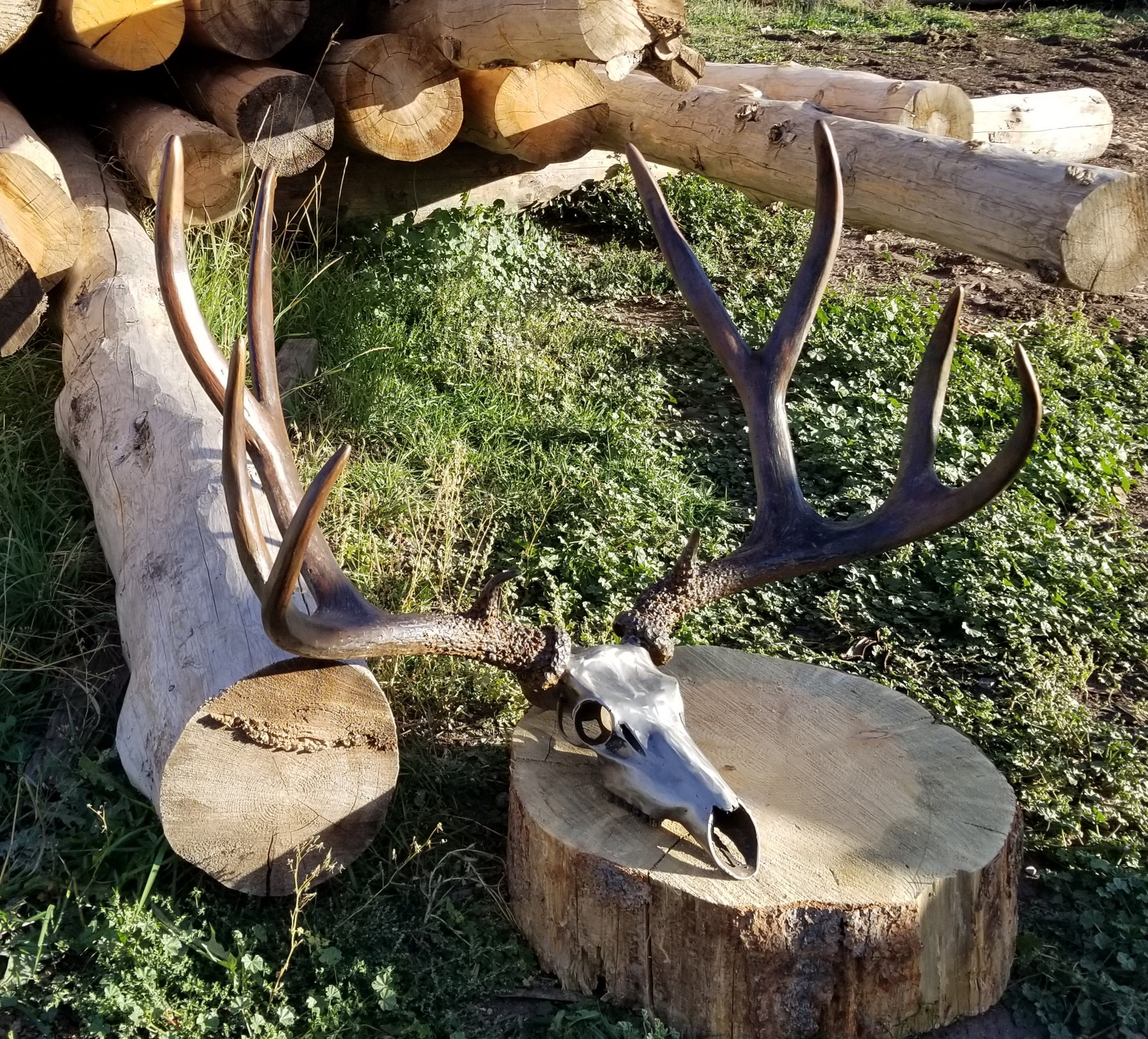 Hand Forged Rocky Mountain Mule Deer Replica. Solid Steel Antlers
