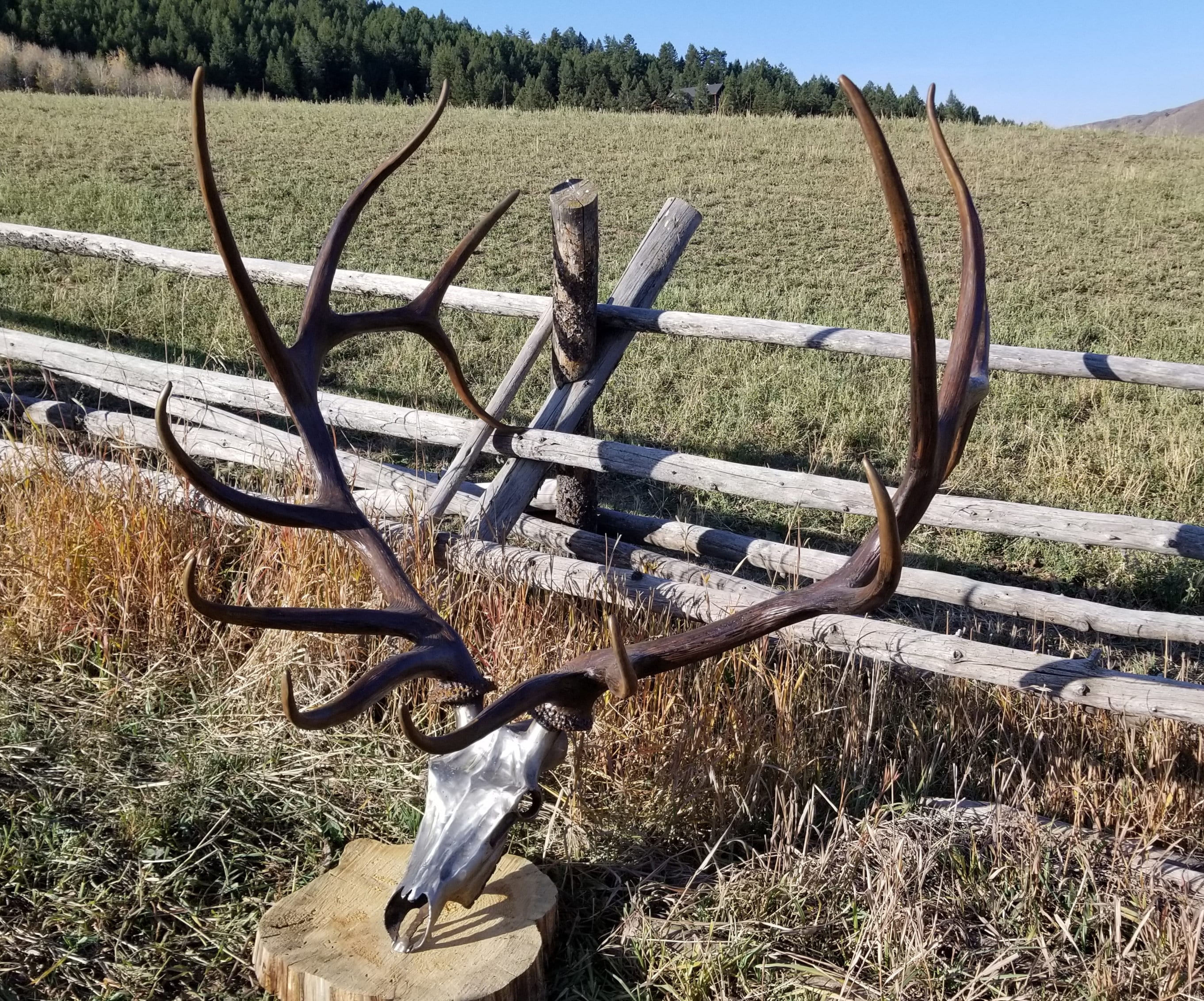 Large elk antlers hotsell