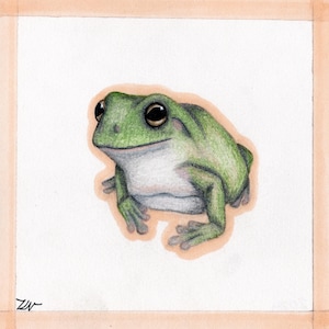 Op de afbeelding: Gedetailleerde aquarelillustratie van een groene kikker met grote, donkere ogen en een witte buik. De kikker is gecentreerd op een witte achtergrond, met een lichtoranje rand. Het kunstwerk is linksonder gesigneerd.