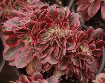 Aeonium Pink Witch Crested,Succulent Plant,Succulent Gifts
