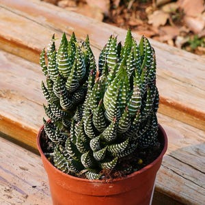 Haworthia Reinwardtii,Succulent Plant,Succulent Gifts