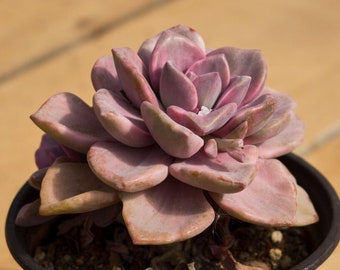 Graptoveria Gypsy variegata, pianta succulenta, regali succulenti