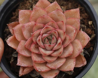 Echeveria Egeria,Succulent Plant,Succulent Gifts