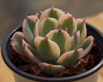 Echeveria Imbricata Variegated,Succulent Plant,Succulent Gifts