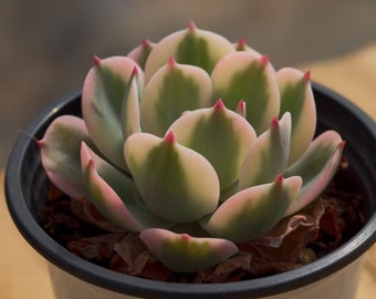 Echeveria Imbricata Variegated, Planta Suculenta, Regalos Suculentos