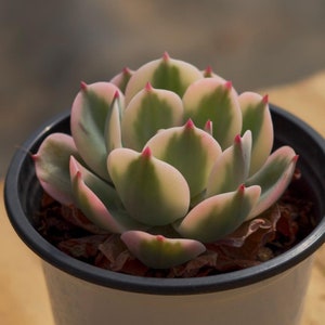 Echeveria Imbricata Variegada, Planta Suculenta, Presentes Suculentos