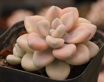May include: A close-up of a pale pink and green succulent plant in a black plastic pot. The succulent has fleshy, rounded leaves.