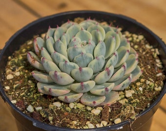 Echeveria Minima Variegated,Sukkulentenpflanze,Sukkulentengeschenke