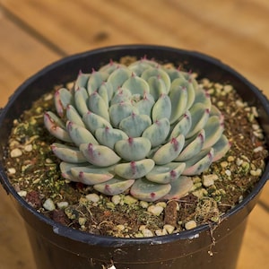 Echeveria Minima Variegated,Succulent Plant,Succulent Gifts