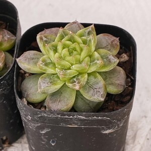 Peut inclure: Gros plan de deux petites plantes succulentes en pot. Les succulentes ont des feuilles vertes et violettes disposées en rosette. Les pots sont en plastique noir. Le fond est une surface blanche.