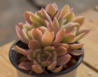 4‘’ Echeveria Hoveyi Variegated,Succulent Plant,Succulent Gifts