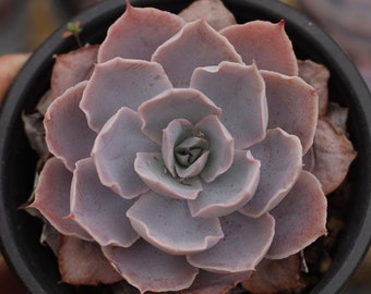 エケベリア プリティ イン ピンク 斑入り - 多肉植物 - Etsy 日本