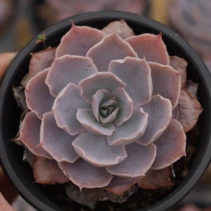 Echeveria Pinky,Succulent Plant,Succulent Gifts