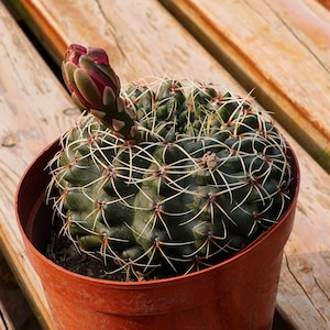 Gymnocalycium Baldianum Speg,Succulent Plant,Succulent Gifts