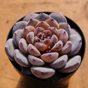 Echeveria Ice Soul,Succulent Plant,Succulent Gifts