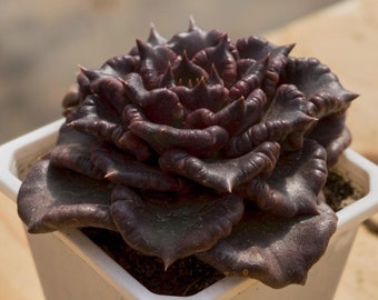 Echeveria Black Madiba,Succulent Plant,Succulent Gifts