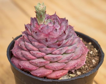 Echeveria Shallot Rose,Succulent Plant,Succulent Gifts