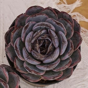 May include: A close-up of a succulent plant in a black pot. The plant has layered, fleshy leaves in shades of purple, gray, and red. The succulent is centered on a white cloth with a brown background.