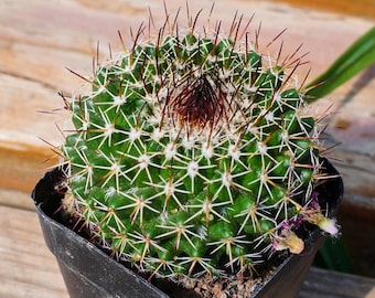 Mammillaria Bucareliensis, Rare Succulent and Best Gift - Etsy