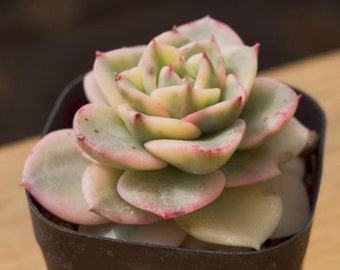 May include: A small succulent plant with light green leaves and pink edges, growing in a black plastic pot.
