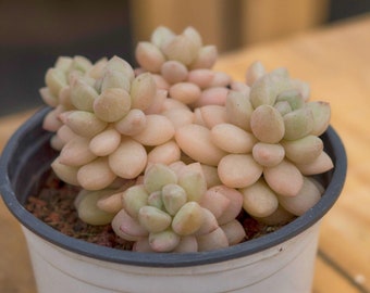 Pachyphytum Bubble Candy,Succulent Plant,Succulent Gifts