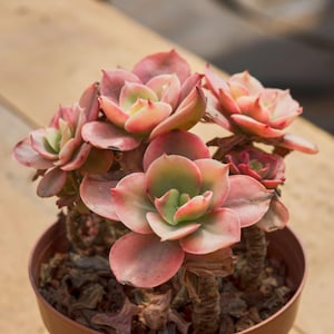 Echeveria Suyon Variegata, Roślina sukulentna, Prezenty sukulentne